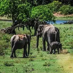 The 3 Safaris you must experience